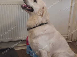 Kc registered male dog DNA tested.
