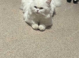 Beautiful Turkish Angora Male