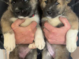 American Akita