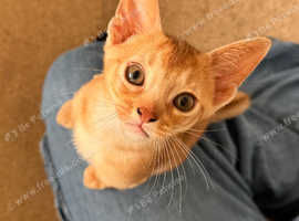 Ruddy and fawn male Abyssinian kittens