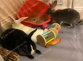 3 mixed breed female rabbits