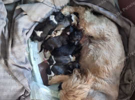 7 shihtzu puppys