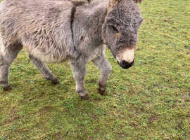 Miniature Mediterranean donkey