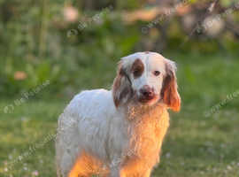 Maggie 11 months old cocker spaniel girl