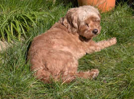 Beautiful cavapoo / cockapoo