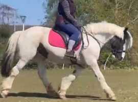 Stunning all rounder