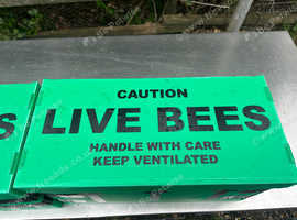 Honey bees nuc nucleus,bee colony,national hive,WBC, 14x12,langstroth beehive,bees mated queen