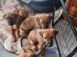 4 Rhodesian ridgeback puppies ready for their forever homes