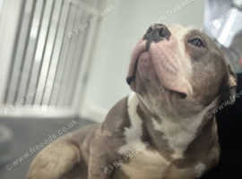 Beautiful merle male 2 years old