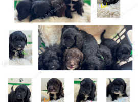 Springapoos for sale