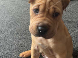 Sharpei