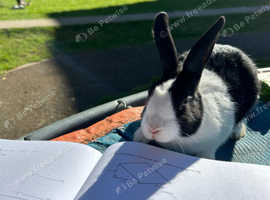 Two cute dutch rabbits.