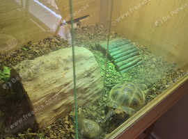 Horsefield tortoise with vivarium