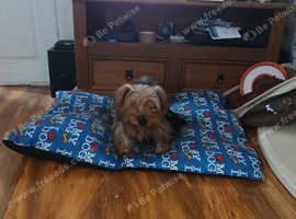 5 yorkies puppies