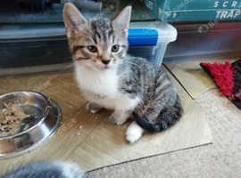 Beautiful kittens for sale