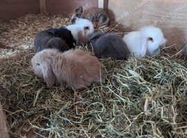 Live feeder rabbits outlet for sale near me