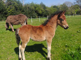 Conn x new forest colt foal bay no white
