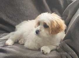 Beautiful cavachon puppy