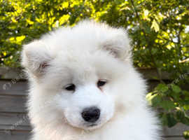 Exceptional KC Samoyed Pups. Happy, Healthy & Ready Now!