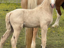 Palomino colt Welsh d
