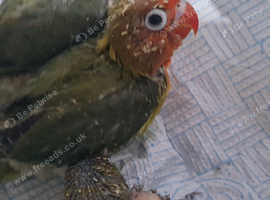 Baby lovebird hand reared