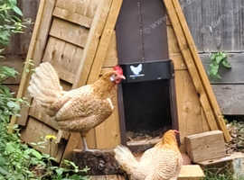 2 young hens