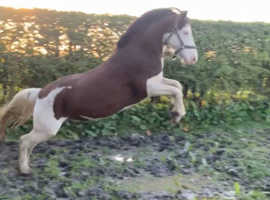 Unique pony for sale