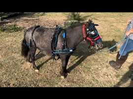 International miniature horse mare