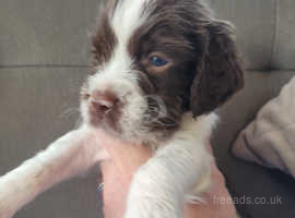 Beautiful English Springer puppies ready in 2wks
