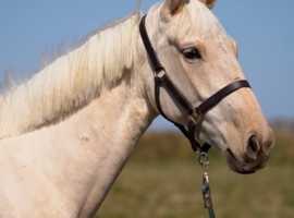Beautiful 3yo Palomino 16.1hh mare.