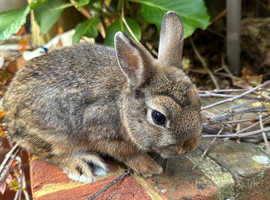 1x Baby Male Netherland Dwarf desperate for a home