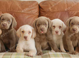 Stunning Health Tested Silver, Champagne & White Labrador Puppies