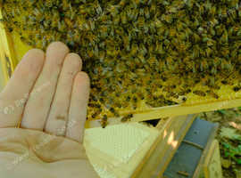 5 frame 14x12 nuc: Buckfast bees from an instrumentally inseminated VSH queen.