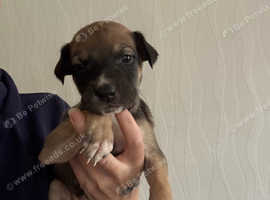 Saluki bull greyhound lurcher puppies pup
