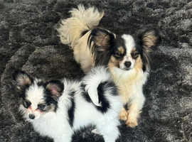 2 males beautiful Pedigree Papillon puppy's