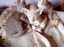 Stunning spotted oriental tabby gccf reg boys