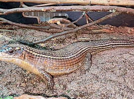 Pair of Sudan Plated Lizards(rare), and 4ft vivarium included for sale.