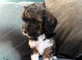 Stunning F2 Lhasapoos Last 2 Males Available