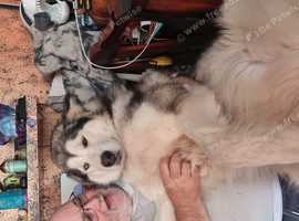 Beautiful gorgous female malamute bi eyed sable