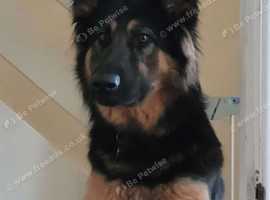 Willow - Pedigree German Shepherd 3 years old