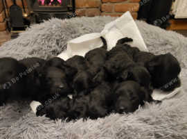 Kerryblue terrier pups