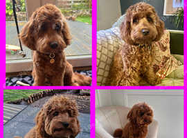 Cavapoos - waiting list open