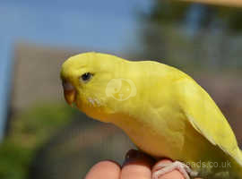 Friendly Female yellow budgie for sale southall