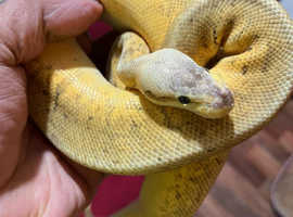 Lemonblast royal python