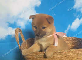 Shiba Inu puppies
