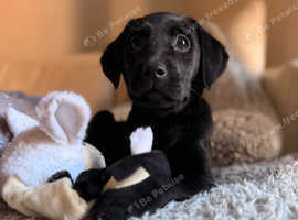 Beautiful 13 week old Labrador