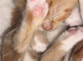 Ginger Kittens for Sale