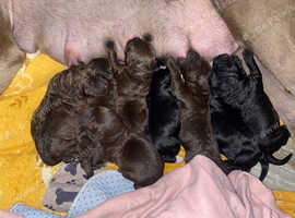 Toy sized labradoodles absolutely beautiful and tiny