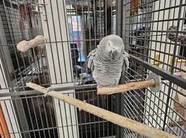 African grey 3 year old