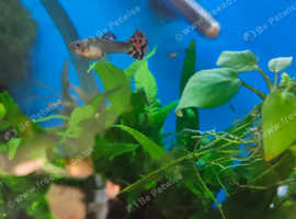 Guppy tropical fish
